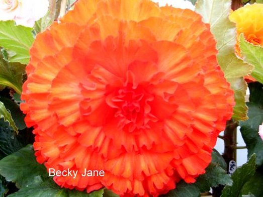 B. ‘Becky Jane’